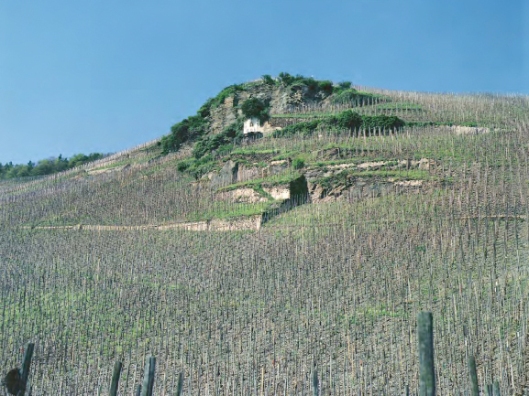 The Wehlener Sonnenuhr vineyard, with its sundial just below the summit