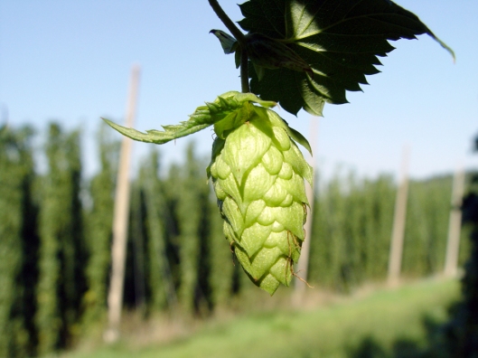 A Hop Flower Cone On The Vine